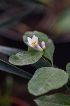 Photo lemon blossom. Close-up of a flower and inflorescences.の写真素材