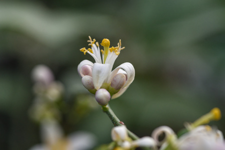 Photo lemon blossom. Close-up of a flower and inflorescences.の写真素材