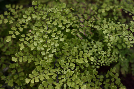 Maidenhair fern. Plant covering the ground with small leaves close up.の写真素材