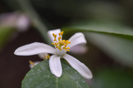 Photo lemon blossom. Close-up of a flower and inflorescences.の写真素材