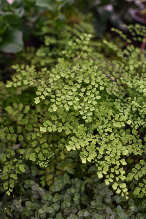 Maidenhair fern. Plant covering the ground with small leaves close up.の写真素材