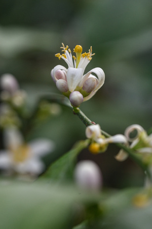 Photo lemon blossom. Close-up of a flower and inflorescences.の写真素材