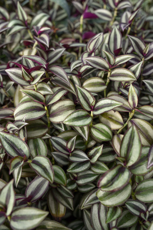 Wandering Jew (Spiderwort) Plant leaves close up.の写真素材