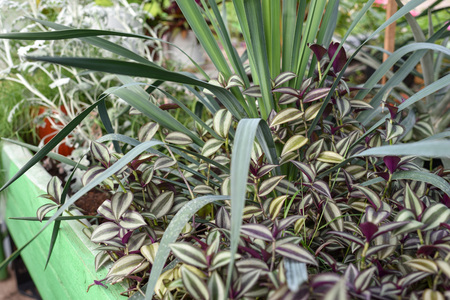 Wandering Jew (Spiderwort) Plant leaves close up.の写真素材