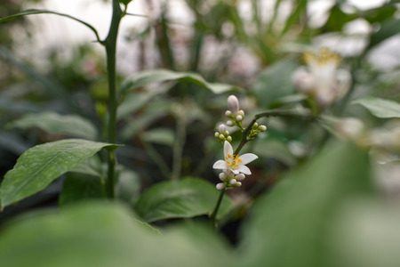 Photo lemon blossom. Close-up of a flower and inflorescences.の写真素材