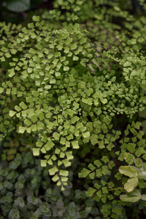 Maidenhair fern. Plant covering the ground with small leaves close up.の写真素材