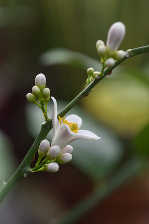Photo lemon blossom. Close-up of a flower and inflorescences.の写真素材