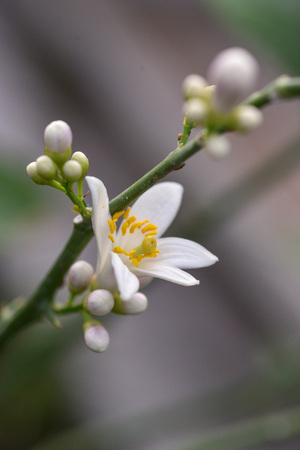 Photo lemon blossom. Close-up of a flower and inflorescences.の写真素材