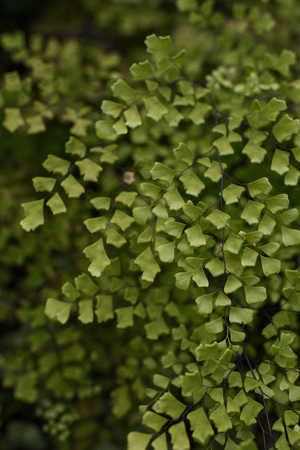 Maidenhair fern. Plant covering the ground with small leaves close up.の写真素材
