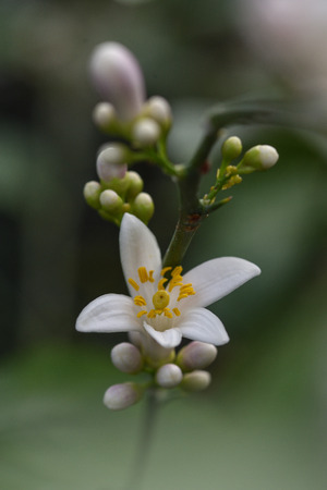 Photo lemon blossom. Close-up of a flower and inflorescences.の写真素材