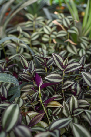 Wandering Jew (Spiderwort) Plant leaves close up.の写真素材