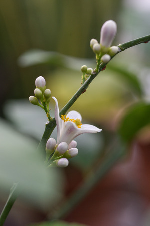 Photo lemon blossom. Close-up of a flower and inflorescences.の写真素材