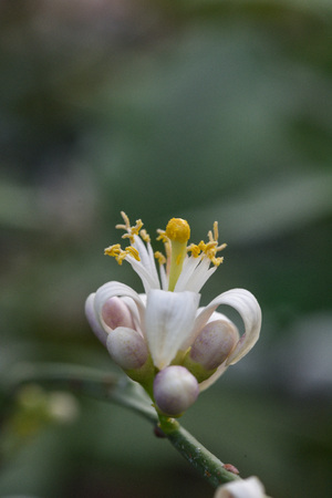 Photo lemon blossom. Close-up of a flower and inflorescences.の写真素材
