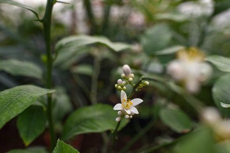 Photo lemon blossom. Close-up of a flower and inflorescences.の写真素材