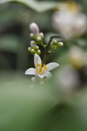 Photo lemon blossom. Close-up of a flower and inflorescences.の写真素材