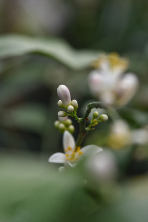 Photo lemon blossom. Close-up of a flower and inflorescences.の写真素材