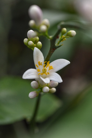 Photo lemon blossom. Close-up of a flower and inflorescences.の写真素材