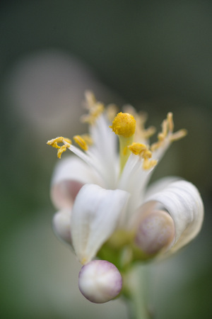 Photo lemon blossom. Close-up of a flower and inflorescences.の写真素材
