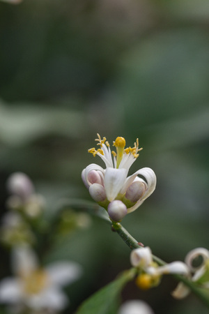 Photo lemon blossom. Close-up of a flower and inflorescences.の写真素材
