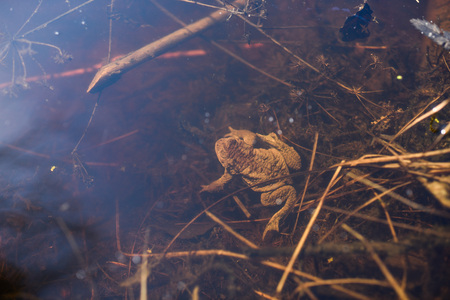 Toad warm spring sunny day on a forest lake.の写真素材