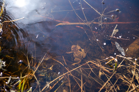 Toad warm spring sunny day on a forest lake.の写真素材