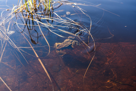 Toads on the forest lake. The struggle for the female during mating.の写真素材
