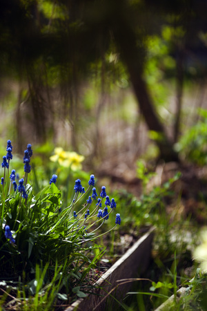 Close up of muscari flowers on flowerbed in the spring.の写真素材
