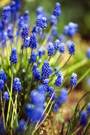 Close up of muscari flowers on flowerbed in the spring.の写真素材