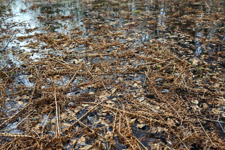 Last year's dried fern during the flood covered the surface of the risen water.の写真素材