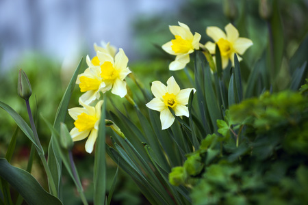 Narcissus on the flowerbed in the spring.の写真素材
