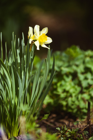 Narcissus on the flowerbed in the spring.の写真素材