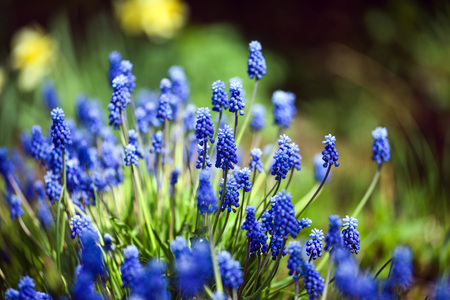 Close up of muscari flowers on flowerbed in the spring.の写真素材