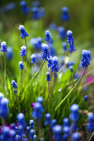 Close up of muscari flowers on flowerbed in the spring.の写真素材