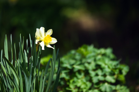 Narcissus on the flowerbed in the spring.の写真素材