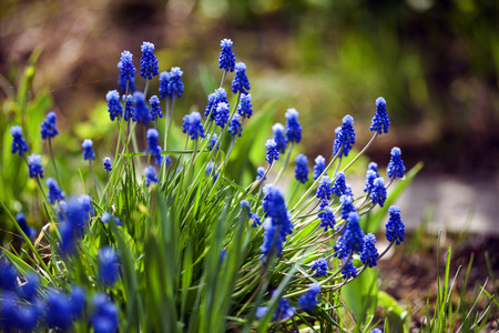 Close up of muscari flowers on flowerbed in the spring.の写真素材