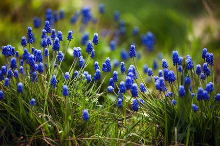 Close up of muscari flowers on flowerbed in the spring.の写真素材