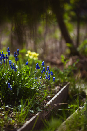 Close up of muscari flowers on flowerbed in the spring.の写真素材