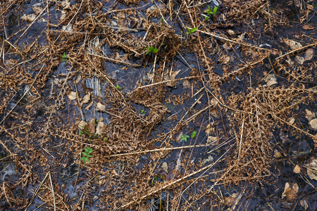 Last year's dried fern during the flood covered the surface of the risen water.の写真素材
