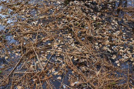 Last year's dried fern during the flood covered the surface of the risen water.の写真素材