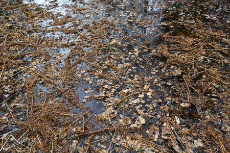 Last year's dried fern during the flood covered the surface of the risen water.の写真素材