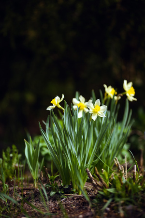 Narcissus on the flowerbed in the spring.の写真素材