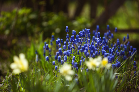 Close up of muscari flowers on flowerbed in the spring.の写真素材