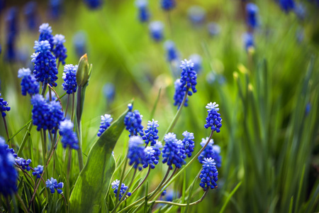 Close up of muscari flowers on flowerbed in the spring.の写真素材