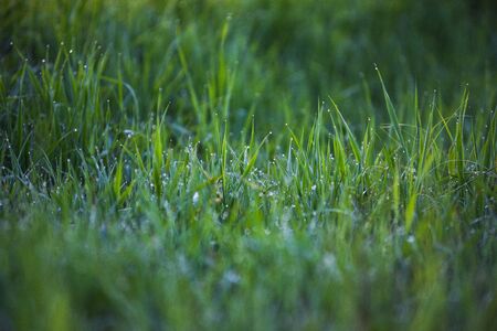 Dew drops on the tips of fresh green grass after sunset.