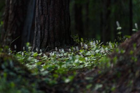 Maianthemum bifolium in the magic atmosphere of the mysterious forest.