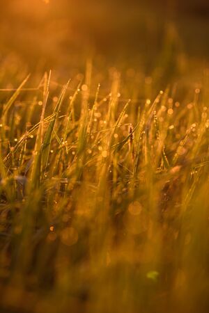 Early morning. The rising of the sun. Warm light shimmers in the dewdrops of the field grass entangled in a thin network of cobwebs.の写真素材
