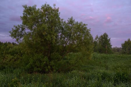 Dawn in a field by a secluded lake with dew on the grassの写真素材