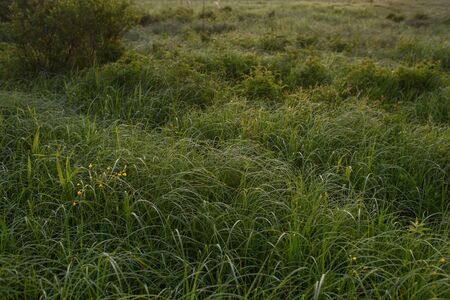 Dawn in a field by a secluded lake with dew on the grassの写真素材
