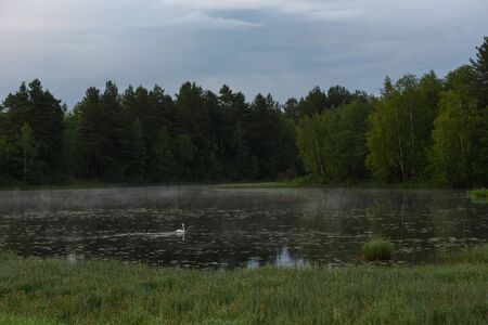 A white swan on a secluded lake in the rays of the rising sun and a haze of fog.の写真素材