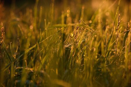 Early morning. The rising of the sun. Warm light shimmers in the dewdrops of the field grass entangled in a thin network of cobwebs.の写真素材